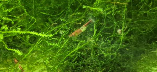 Crevettes Red Rili