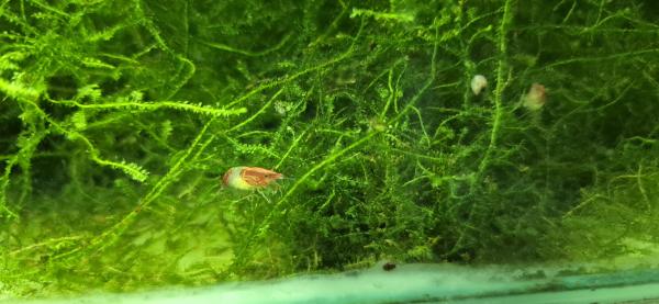Crevettes Red Rili