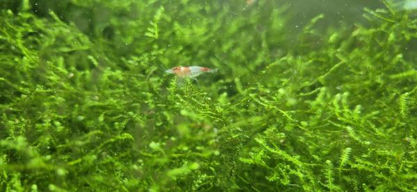 Crevettes Red Rili