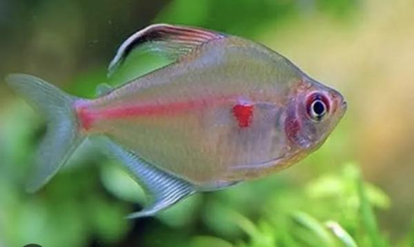 Lit poissons type amazoniens