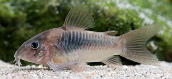 Lit poissons type amazoniens