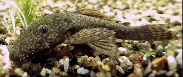 Lit poissons type amazoniens