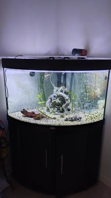 A vendre aquarium 200 litre d'angle avec son meuble
