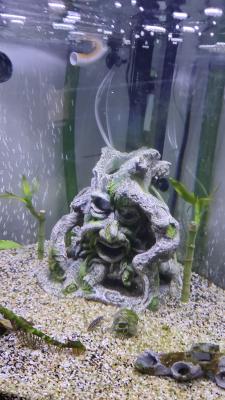 A vendre aquarium 200 litre d'angle avec son meuble