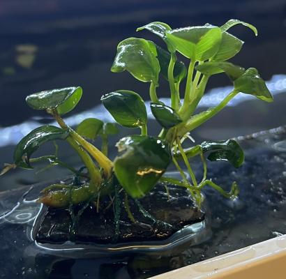 Anubias nana
