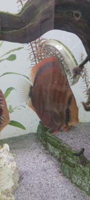 Discus et autre poisson