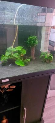 Aquarium Jewel 180L + meuble