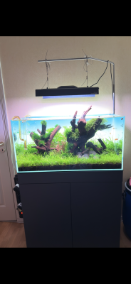 Ensemble aquascaping