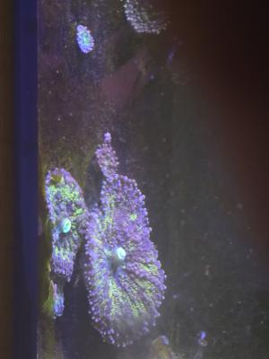 Redsea Peninsula 500