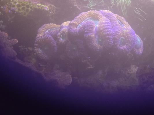 Redsea Peninsula 500