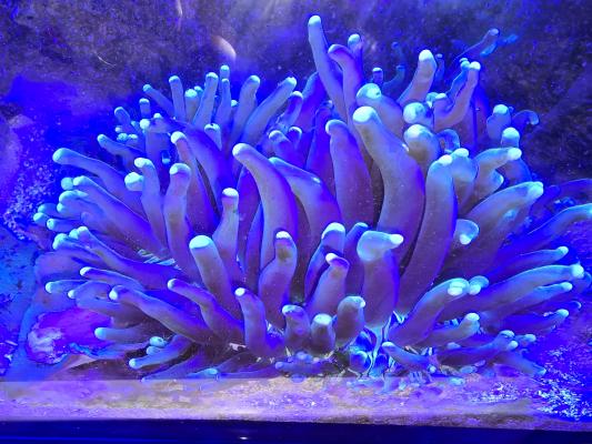 Redsea Peninsula 500