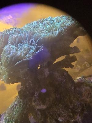 Redsea Peninsula 500