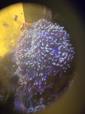 Redsea Peninsula 500