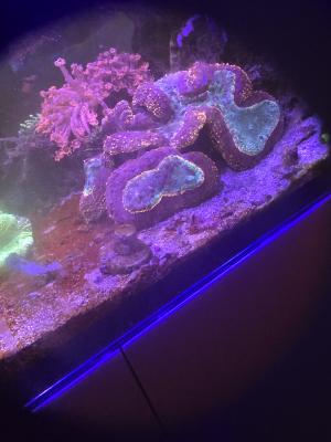 Redsea Peninsula 500