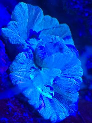 Redsea Peninsula 500