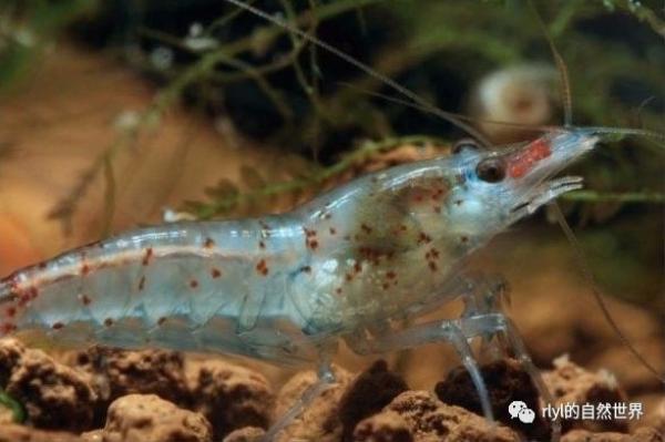 Crevettes Mini Japonica