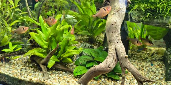 Banc de 6 tétra sang (Hyphessobrycon eques)