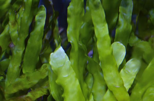 Algues récifales (Caulerpa prolifera) par poignée