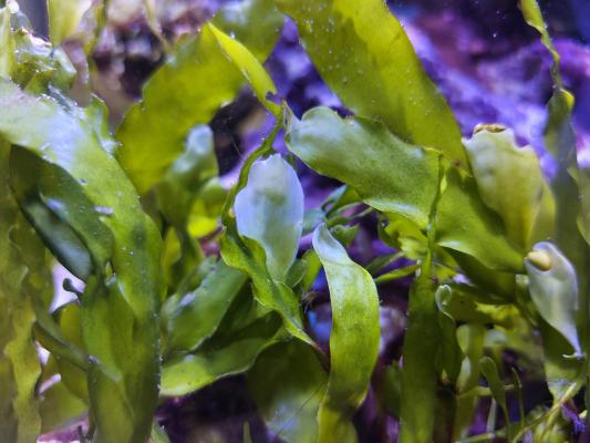 Algues récifales (Caulerpa prolifera) par poignée