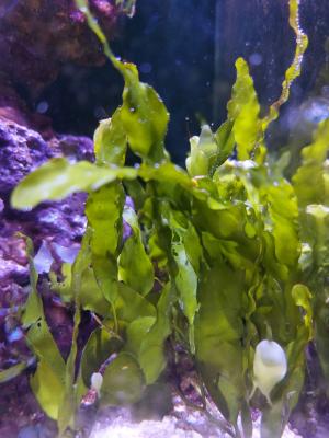 Algues récifales (Caulerpa prolifera) par poignée