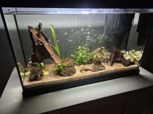Aquarium complet