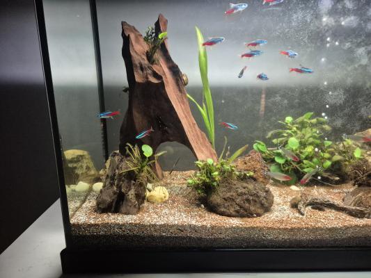 Aquarium complet