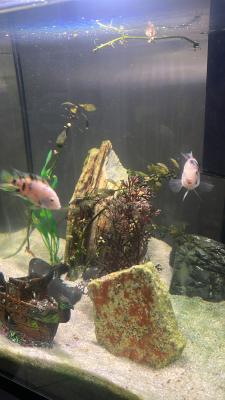 CICLIDES AMERIQUE CENTRALE