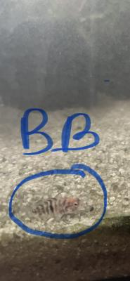 CICLIDES AMERIQUE CENTRALE