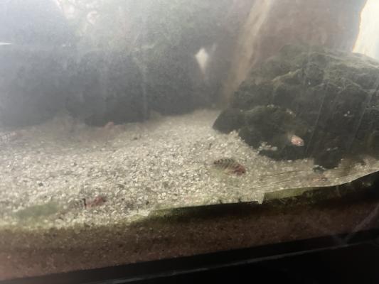 CICLIDES AMERIQUE CENTRALE