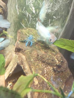 Écrevisses bleues Alleni