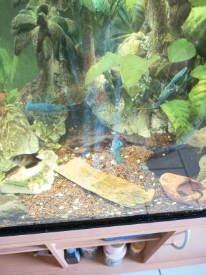 Écrevisses bleues Alleni