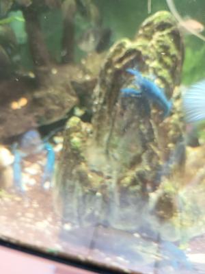 Écrevisses bleues Alleni