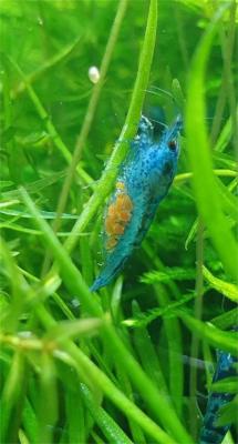 Crevette neocaridina "blue velvet" juvéniles