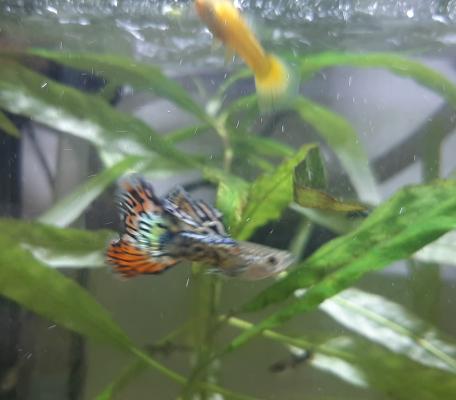 Platy guppy xipho