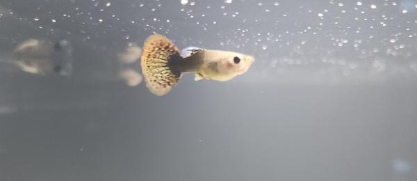 Platy guppy xipho