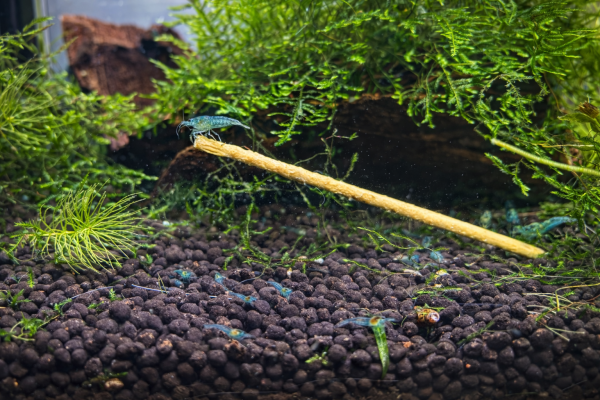 Crevettes Juvéniles  Blue Rili Neocaridina