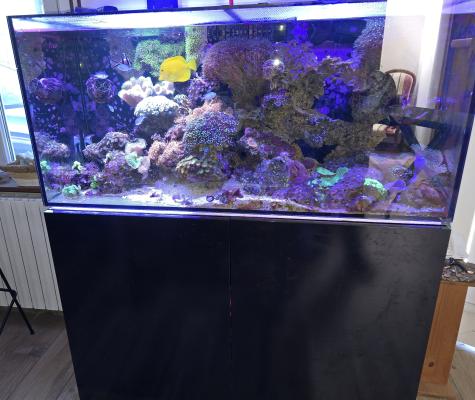 Aquarium eau de mer récifal