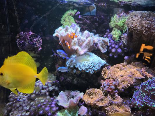 Aquarium eau de mer récifal