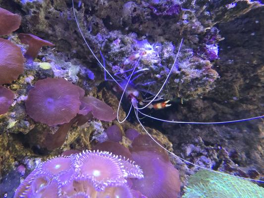 Aquarium eau de mer récifal