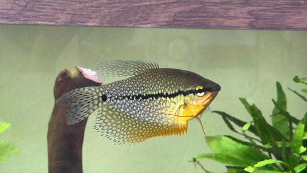 GOURAMI perlé