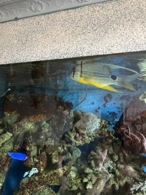 Poisson eau de mer Symphorichthys SPILURUS