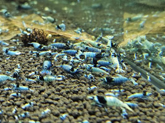 Caridina Mosura blue