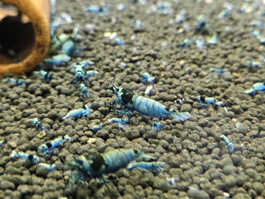 Caridina Mosura blue