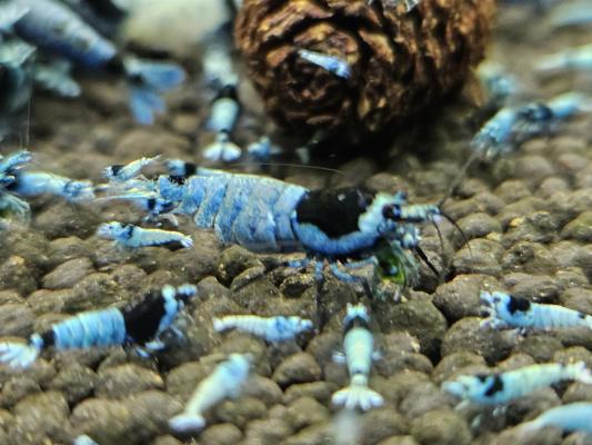Caridina Mosura blue