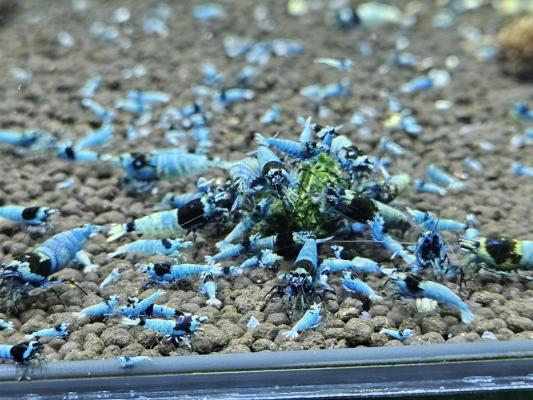 Caridina Mosura blue