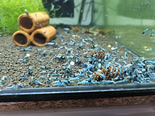 Caridina Mosura blue