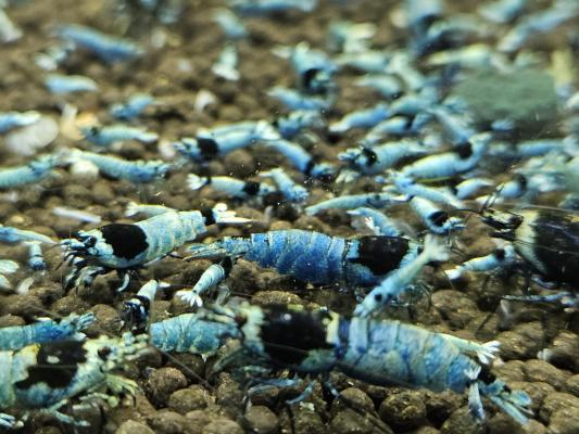 Caridina Mosura blue