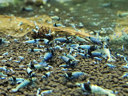Caridina Mosura blue