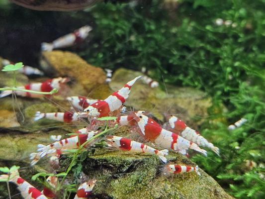 Caridina Crystal red