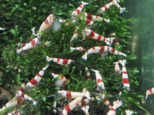 Caridina Crystal red